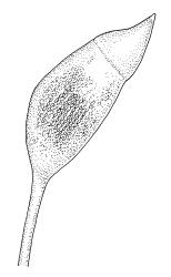 Pyrrhobryum bifarium, capsule with operculum. Drawn from K.W. Allison 3216, CHR 454574.
 Image: R.C. Wagstaff © Landcare Research 2016 